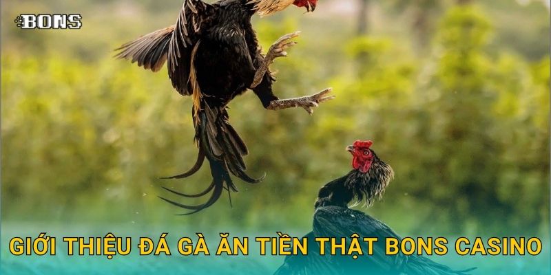 Giới thiệu đá gà ăn tiền thật Bons Casino