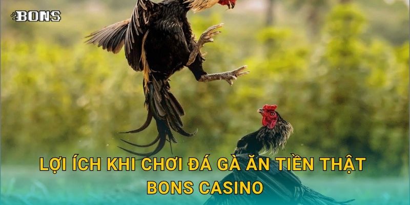 Lợi ích khi chơi đá gà ăn tiền thật Bons Casino