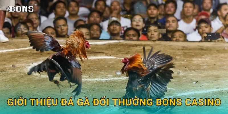 Giới thiệu đá gà đổi thưởng Bons Casino