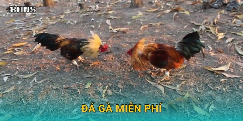 Đá gà miễn phí