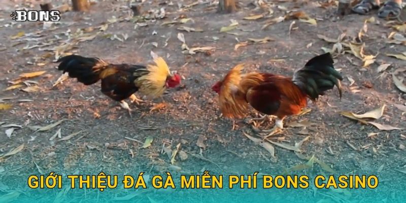 Giới thiệu đá gà miễn phí Bons Casino