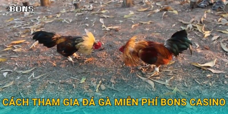 Cách tham gia đá gà miễn phí Bons Casino