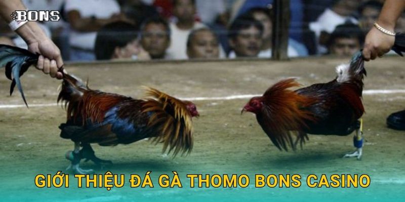 Giới thiệu đá gà Thomo Bons Casino