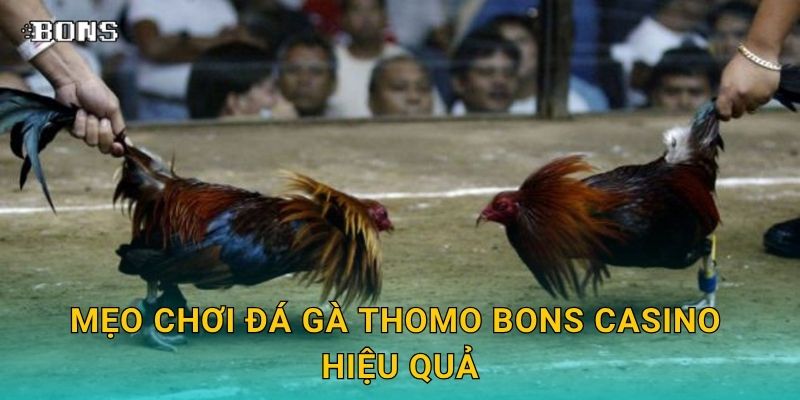 Mẹo chơi đá gà Thomo Bons Casino hiệu quả