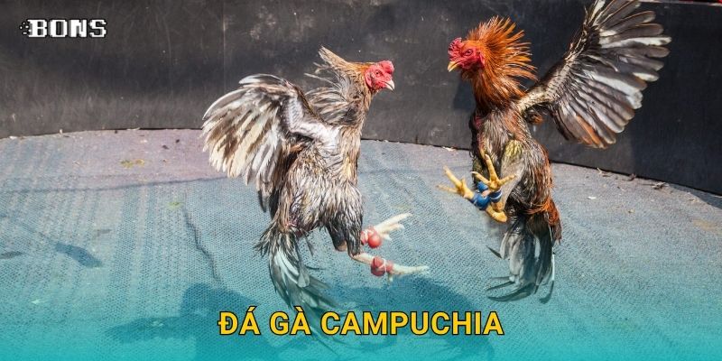 Đá gà Campuchia đỉnh cao – Trải nghiệm thực chiến tại Bons Casino