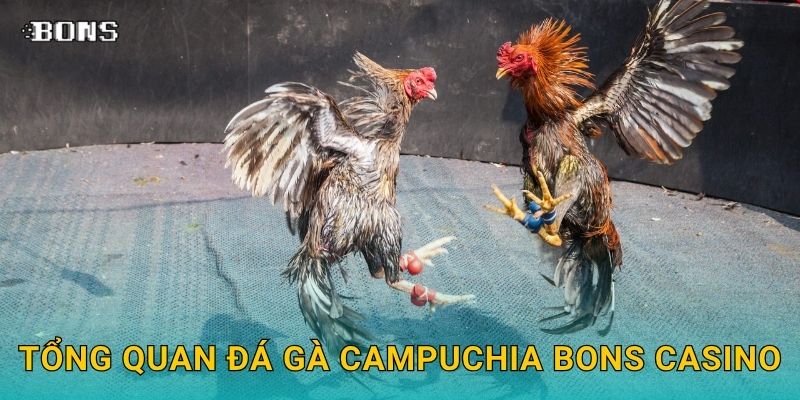 Tổng quan đá gà Campuchia Bons Casino