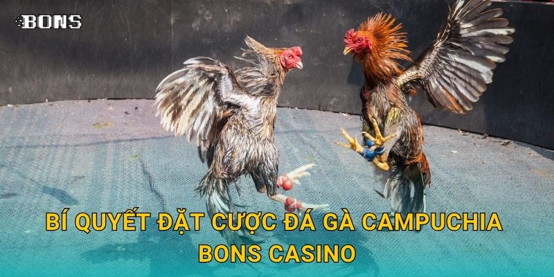Bí quyết đặt cược đá gà Campuchia Bons Casino