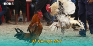 đá gà cựa sắt
