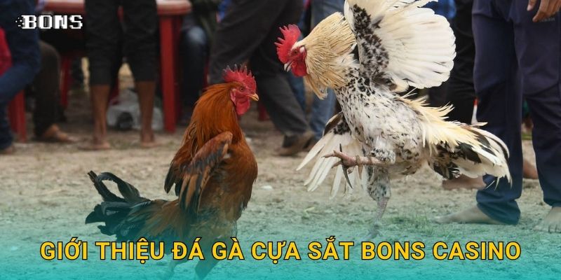 Giới thiệu đá gà cựa sắt Bons Casino