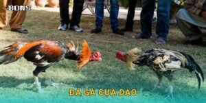 Đá gà cựa dao