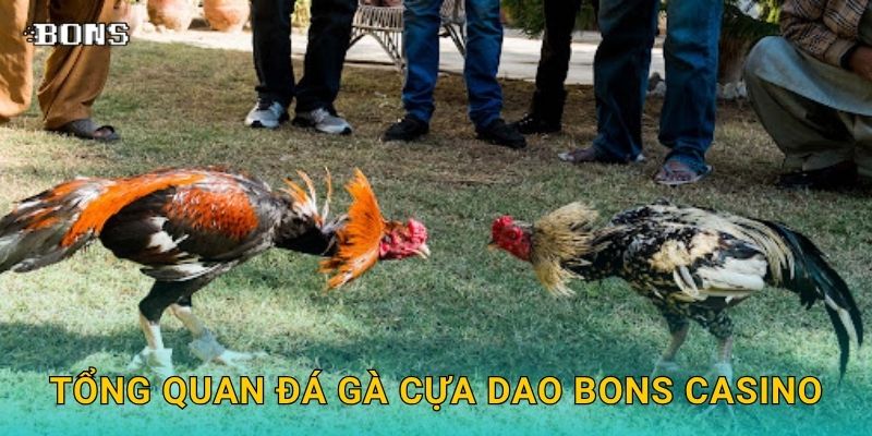 Tổng quan đá gà cựa dao Bons Casino