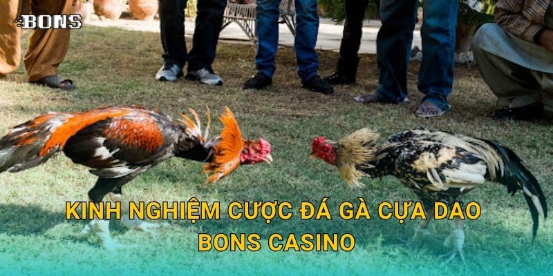 Kinh nghiệm cược đá gà cựa dao Bons Casino