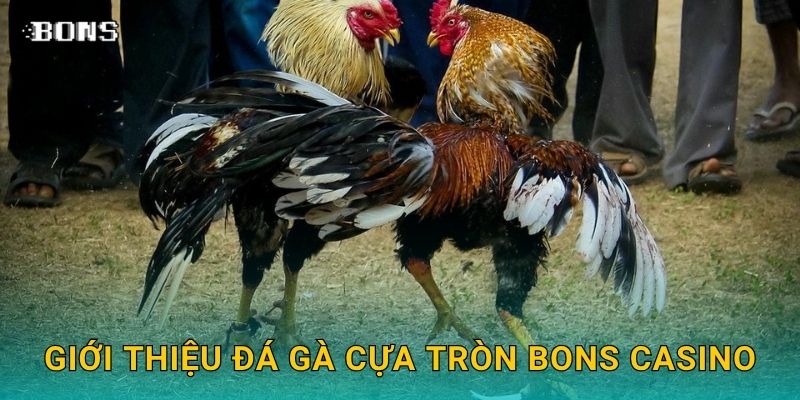 Giới thiệu đá gà cựa tròn Bons Casino