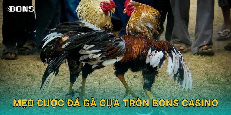 Mẹo cược đá gà cựa tròn Bons Casino
