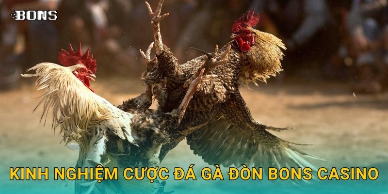 Kinh nghiệm cược đá gà đòn Bons Casino