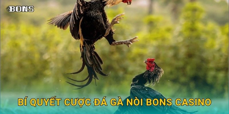 Bí quyết cược đá gà nòi Bons Casino