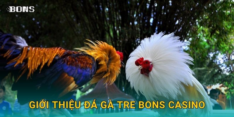 Giới thiệu đá gà tre Bons Casino