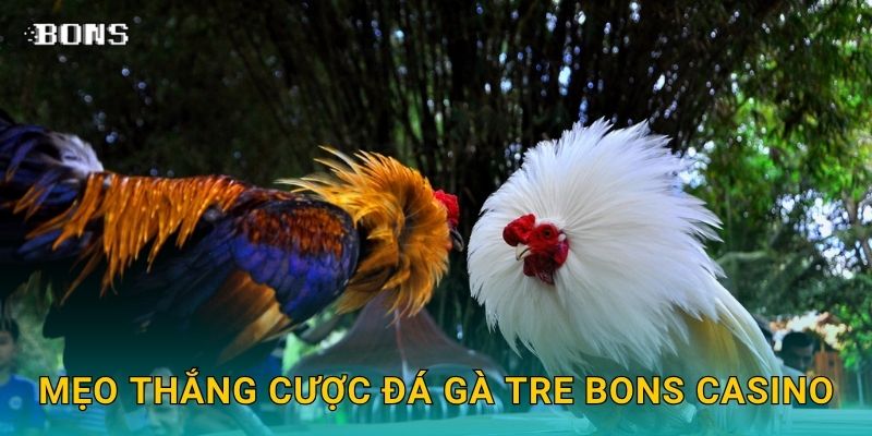 Mẹo thắng cược đá gà tre Bons Casino