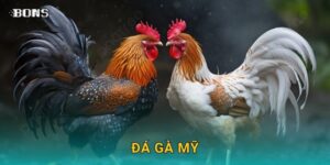 Đá gà mỹ