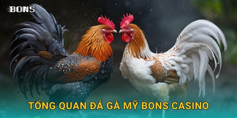 Tổng quan đá gà Mỹ Bons Casino