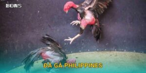đá gà philippines