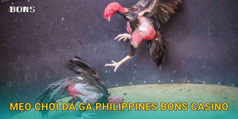 Mẹo chơi đá gà Philippines Bons Casino
