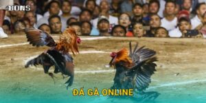 đá gà online