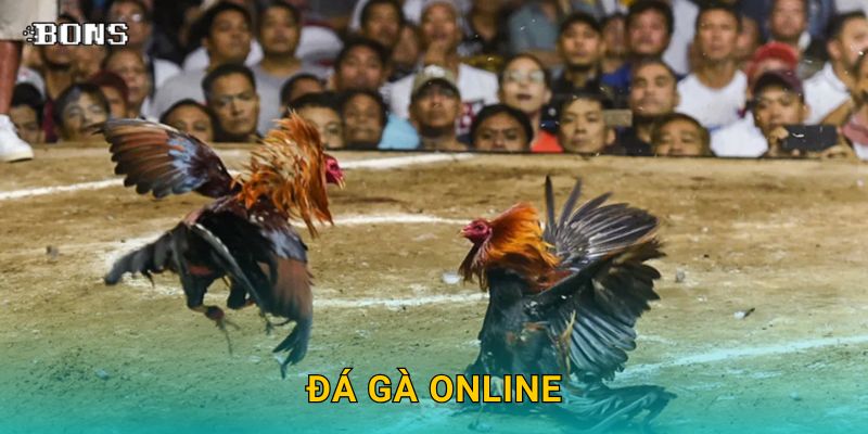 đá gà online