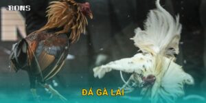 đá gà lai