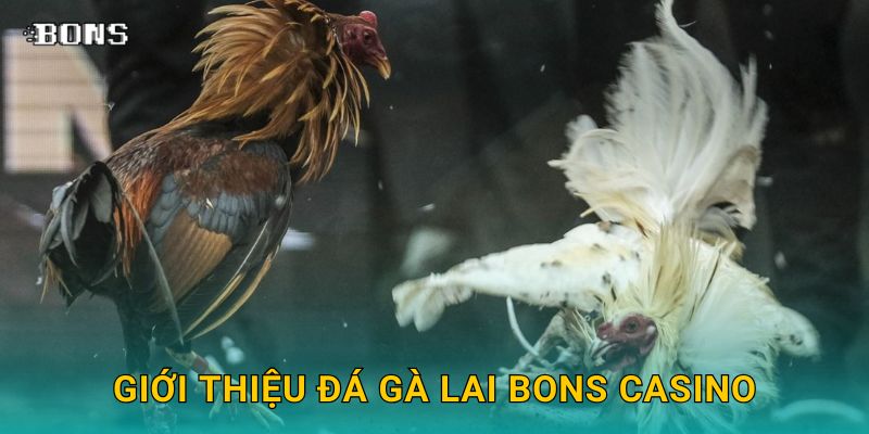 Giới thiệu đá gà lai Bons Casino