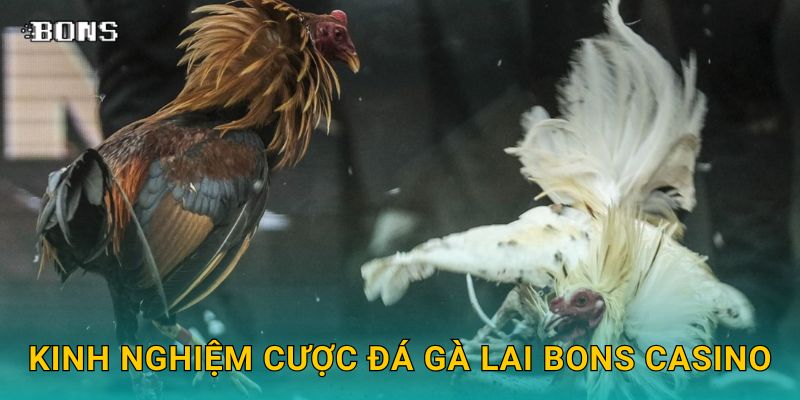 Kinh nghiệm cược đá gà lai Bons Casino