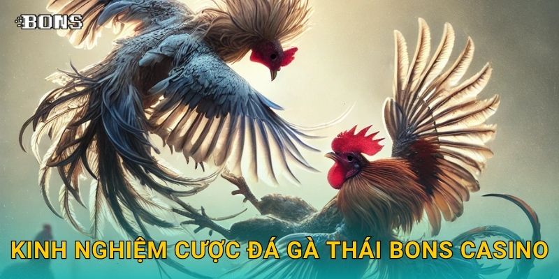 Kinh nghiệm cược đá gà Thái Bons Casino