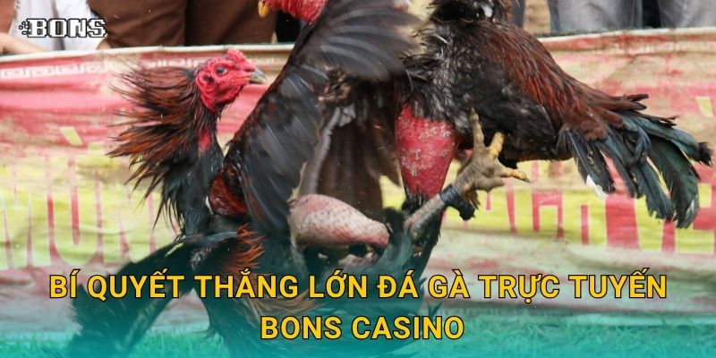 Bí quyết thắng lớn đá gà trực tuyến Bons Casino